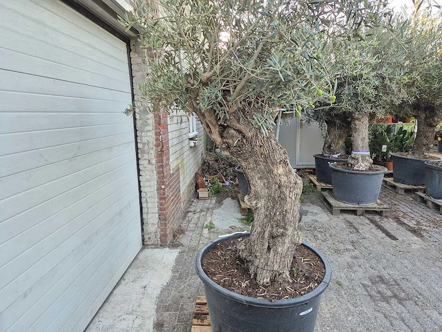 Olijfboom bonsai xl - olea euopaea - hoogte ca. 300 cm - afbeelding 2 van  5