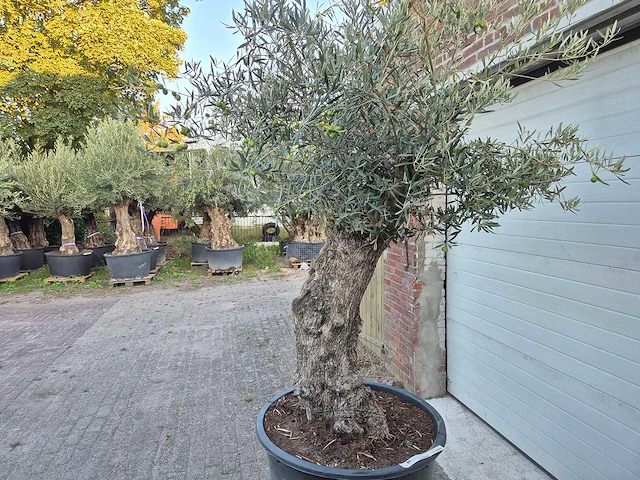 Olijfboom bonsai xl - olea euopaea - hoogte ca. 300 cm - afbeelding 3 van  5