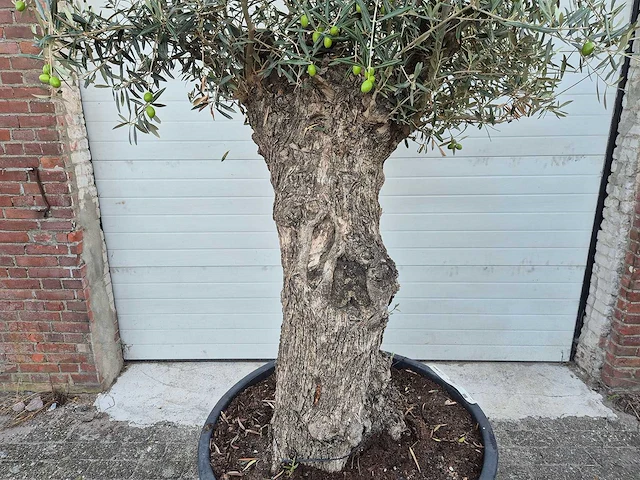 Olijfboom bonsai xl - olea euopaea - hoogte ca. 300 cm - afbeelding 4 van  5