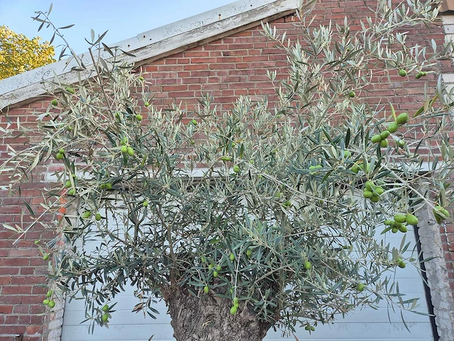 Olijfboom bonsai xl - olea euopaea - hoogte ca. 300 cm - afbeelding 5 van  5