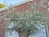 Olijfboom bonsai xl - olea euopaea - hoogte ca. 300 cm - afbeelding 5 van  5