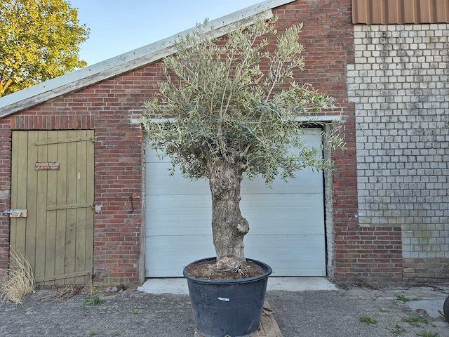 Olijfboom bonsai xl - olea euopaea - hoogte ca. 300 cm - afbeelding 1 van  6