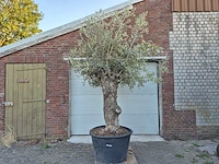 Olijfboom bonsai xl - olea euopaea - hoogte ca. 300 cm - afbeelding 1 van  6