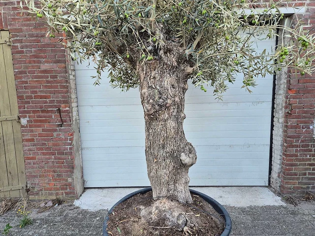 Olijfboom bonsai xl - olea euopaea - hoogte ca. 300 cm - afbeelding 2 van  6