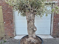 Olijfboom bonsai xl - olea euopaea - hoogte ca. 300 cm - afbeelding 2 van  6