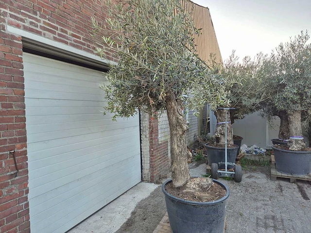 Olijfboom bonsai xl - olea euopaea - hoogte ca. 300 cm - afbeelding 3 van  6