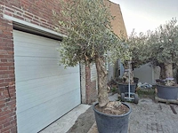 Olijfboom bonsai xl - olea euopaea - hoogte ca. 300 cm - afbeelding 3 van  6