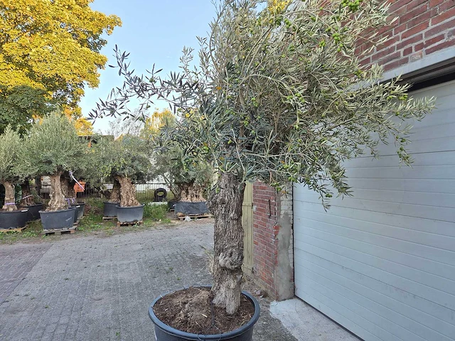 Olijfboom bonsai xl - olea euopaea - hoogte ca. 300 cm - afbeelding 4 van  6