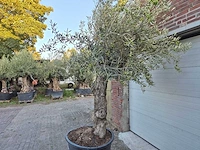 Olijfboom bonsai xl - olea euopaea - hoogte ca. 300 cm - afbeelding 4 van  6