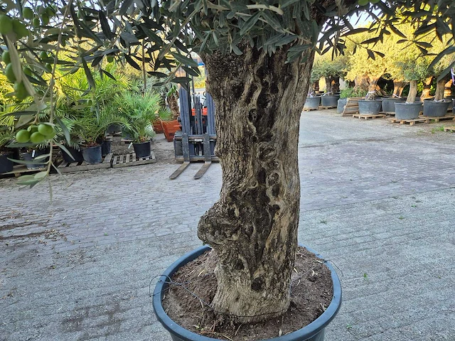 Olijfboom bonsai xl - olea euopaea - hoogte ca. 300 cm - afbeelding 5 van  6