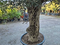 Olijfboom bonsai xl - olea euopaea - hoogte ca. 300 cm - afbeelding 5 van  6