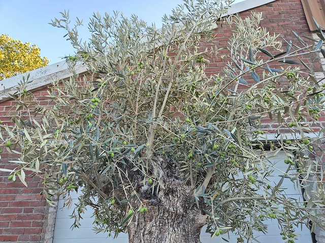 Olijfboom bonsai xl - olea euopaea - hoogte ca. 300 cm - afbeelding 6 van  6