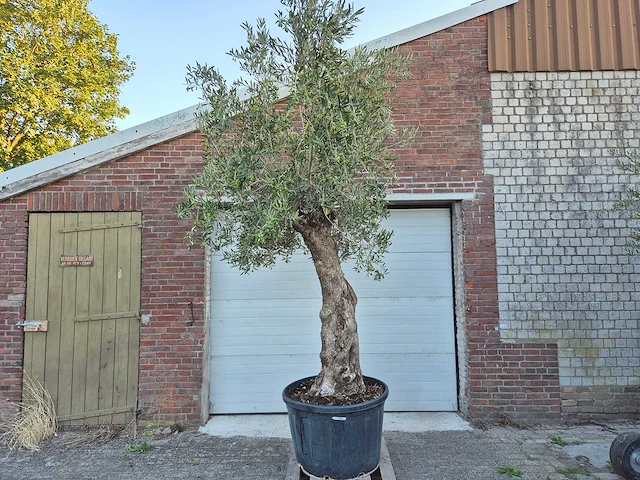 Olijfboom bonsai xl - olea euopaea - hoogte ca. 300 cm - afbeelding 1 van  6