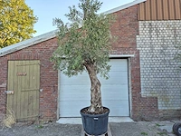 Olijfboom bonsai xl - olea euopaea - hoogte ca. 300 cm - afbeelding 1 van  6