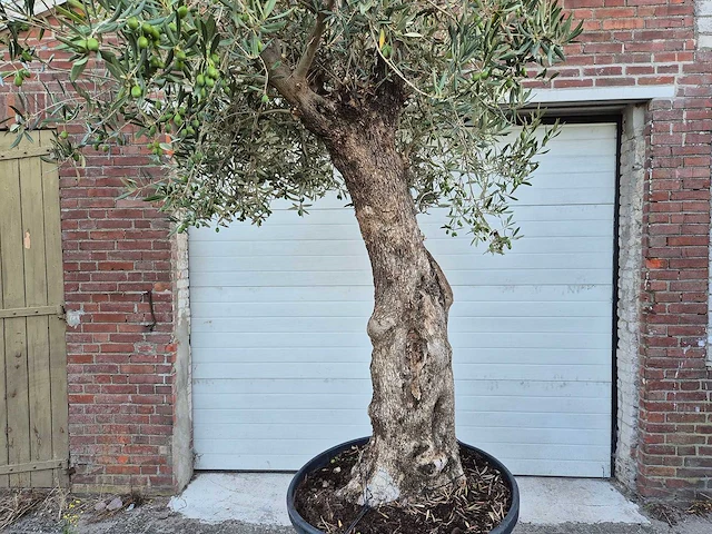 Olijfboom bonsai xl - olea euopaea - hoogte ca. 300 cm - afbeelding 2 van  6