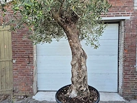 Olijfboom bonsai xl - olea euopaea - hoogte ca. 300 cm - afbeelding 2 van  6
