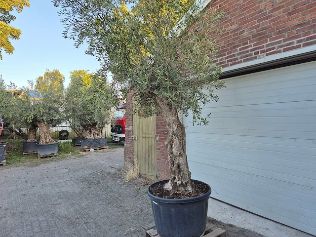 Olijfboom bonsai xl - olea euopaea - hoogte ca. 300 cm - afbeelding 3 van  6