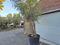 Olijfboom bonsai xl - olea euopaea - hoogte ca. 300 cm - afbeelding 3 van  6