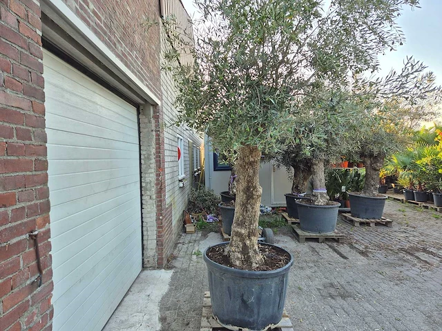 Olijfboom bonsai xl - olea euopaea - hoogte ca. 300 cm - afbeelding 4 van  6