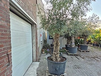 Olijfboom bonsai xl - olea euopaea - hoogte ca. 300 cm - afbeelding 4 van  6
