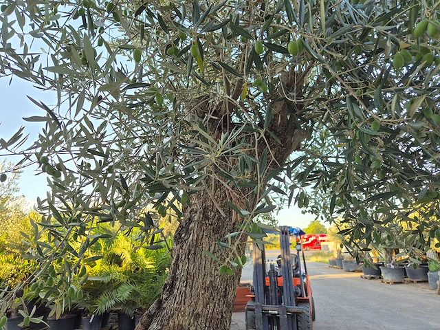 Olijfboom bonsai xl - olea euopaea - hoogte ca. 300 cm - afbeelding 5 van  6