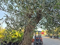 Olijfboom bonsai xl - olea euopaea - hoogte ca. 300 cm - afbeelding 5 van  6