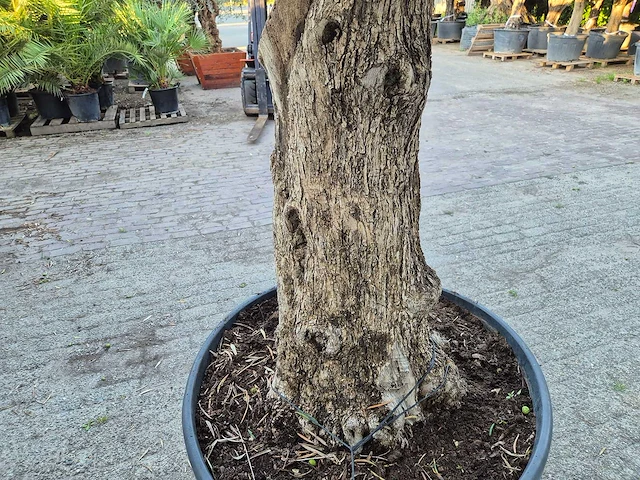 Olijfboom bonsai xl - olea euopaea - hoogte ca. 300 cm - afbeelding 6 van  6
