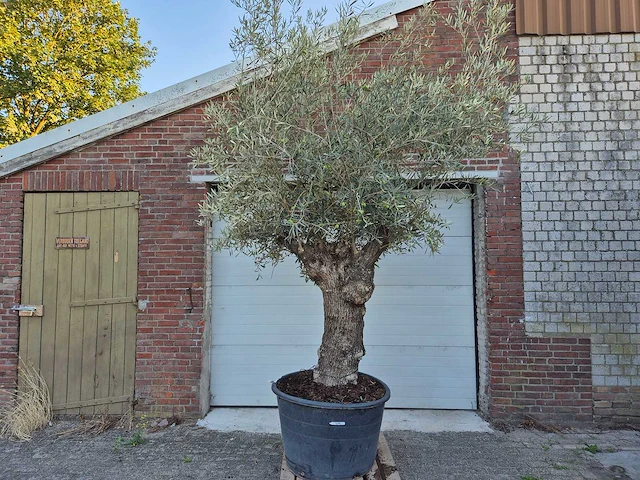Olijfboom bonsai xl - olea euopaea - hoogte ca. 300 cm - afbeelding 1 van  6