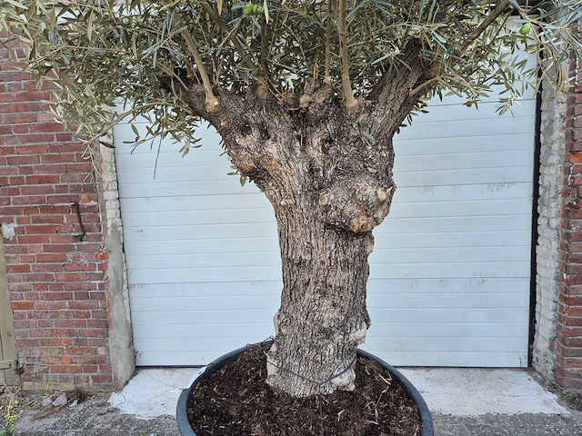 Olijfboom bonsai xl - olea euopaea - hoogte ca. 300 cm - afbeelding 2 van  6