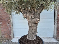 Olijfboom bonsai xl - olea euopaea - hoogte ca. 300 cm - afbeelding 2 van  6