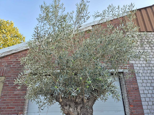 Olijfboom bonsai xl - olea euopaea - hoogte ca. 300 cm - afbeelding 3 van  6