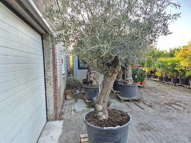 Olijfboom bonsai xl - olea euopaea - hoogte ca. 300 cm - afbeelding 4 van  6