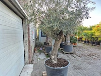 Olijfboom bonsai xl - olea euopaea - hoogte ca. 300 cm - afbeelding 4 van  6