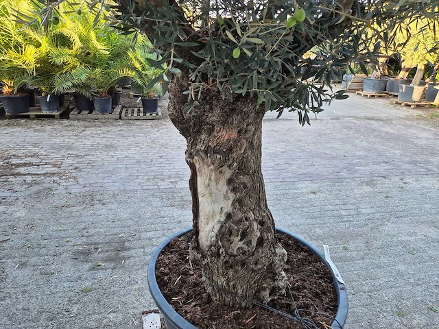 Olijfboom bonsai xl - olea euopaea - hoogte ca. 300 cm - afbeelding 5 van  6