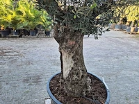 Olijfboom bonsai xl - olea euopaea - hoogte ca. 300 cm - afbeelding 5 van  6