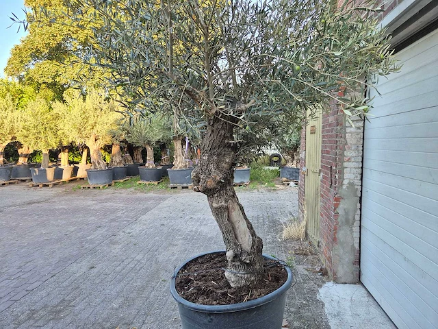 Olijfboom bonsai xl - olea euopaea - hoogte ca. 300 cm - afbeelding 6 van  6