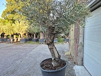 Olijfboom bonsai xl - olea euopaea - hoogte ca. 300 cm - afbeelding 6 van  6
