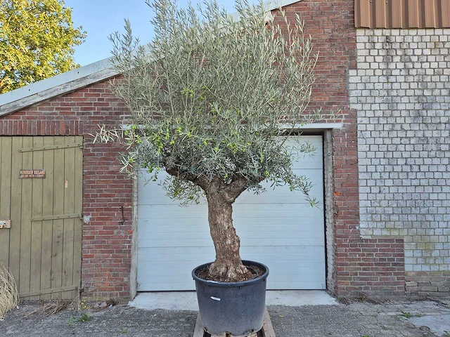 Olijfboom bonsai xl - olea euopaea - hoogte ca. 300 cm - afbeelding 1 van  6