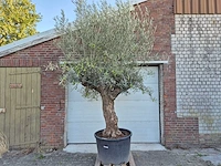 Olijfboom bonsai xl - olea euopaea - hoogte ca. 300 cm - afbeelding 1 van  6