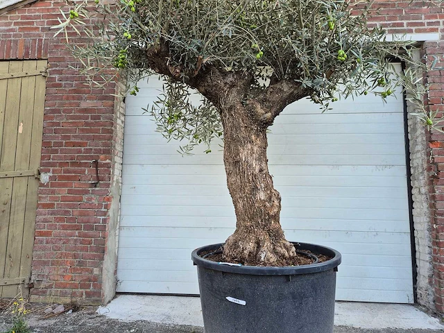 Olijfboom bonsai xl - olea euopaea - hoogte ca. 300 cm - afbeelding 2 van  6