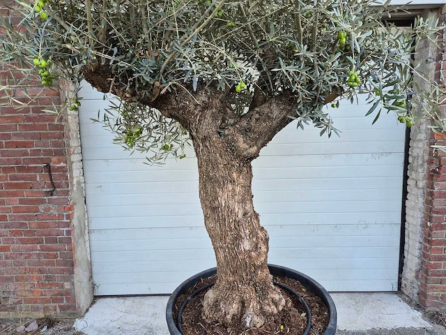 Olijfboom bonsai xl - olea euopaea - hoogte ca. 300 cm - afbeelding 3 van  6