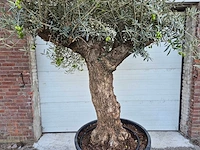 Olijfboom bonsai xl - olea euopaea - hoogte ca. 300 cm - afbeelding 3 van  6