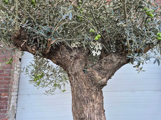 Olijfboom bonsai xl - olea euopaea - hoogte ca. 300 cm - afbeelding 4 van  6