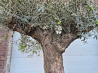 Olijfboom bonsai xl - olea euopaea - hoogte ca. 300 cm - afbeelding 4 van  6