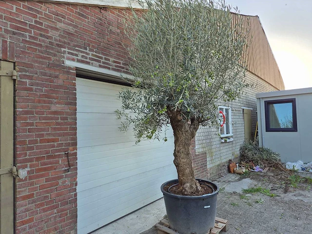 Olijfboom bonsai xl - olea euopaea - hoogte ca. 300 cm - afbeelding 5 van  6