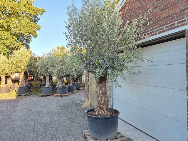 Olijfboom bonsai xl - olea euopaea - hoogte ca. 300 cm - afbeelding 6 van  6