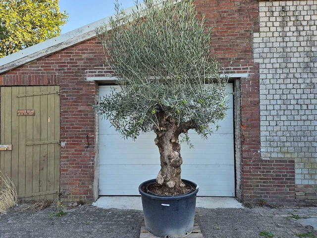 Olijfboom bonsai xl - olea euopaea - hoogte ca. 300 cm - afbeelding 1 van  6