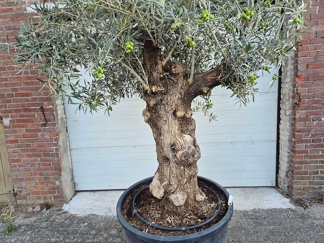 Olijfboom bonsai xl - olea euopaea - hoogte ca. 300 cm - afbeelding 2 van  6