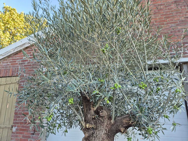 Olijfboom bonsai xl - olea euopaea - hoogte ca. 300 cm - afbeelding 3 van  6