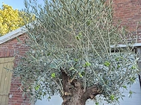 Olijfboom bonsai xl - olea euopaea - hoogte ca. 300 cm - afbeelding 3 van  6